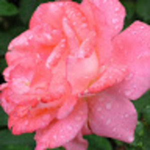 Meet your Posher, Jane